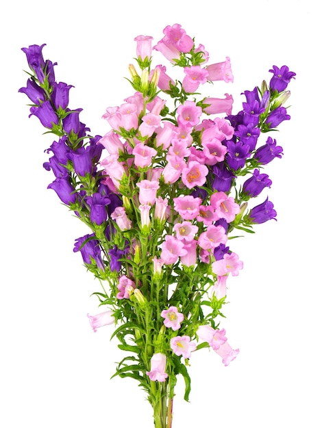 Campanula medium flowers isolated on white background Bouquet of Canterbury bells or bell flower