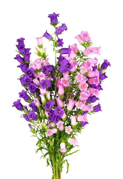 Campanula medium flowers isolated on white background Bouquet of Canterbury bells or bell flower