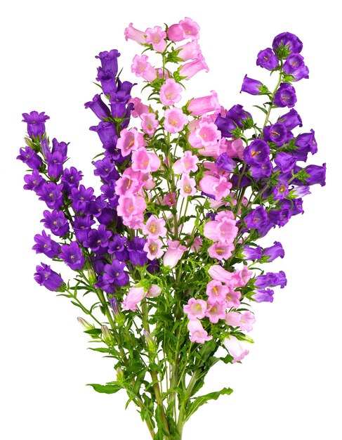 흰색 배경에 고립 된 Campanula 중간 꽃 캔터베리 종 또는 종 꽃의 꽃다발