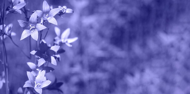 Campanula paarse bloem op een groene achtergrond close-up. klokje.