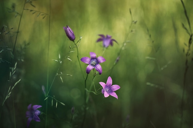 Campanula patula klokje klokje in het veld