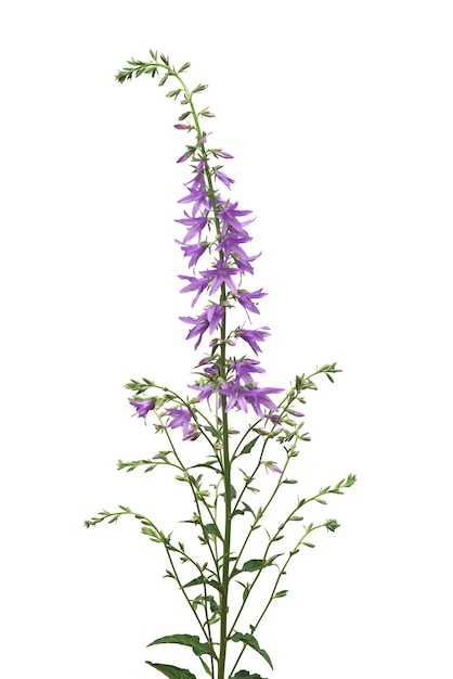 Campanula rapunculoides 캠벨 푸른 꽃 흰색 배경에 고립