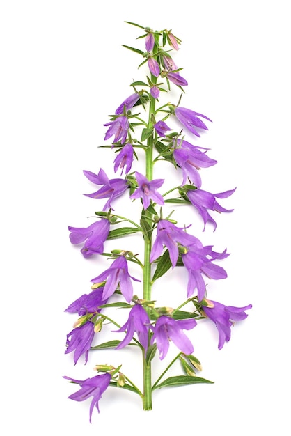 Campanula rapunculoides 캠벨 푸른 꽃 흰색 배경에 고립