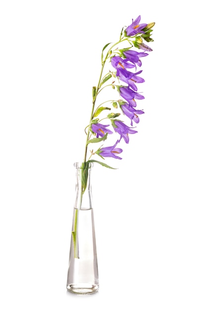 campanula in test tube