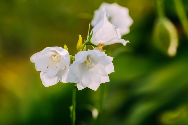 Campanula white flowers