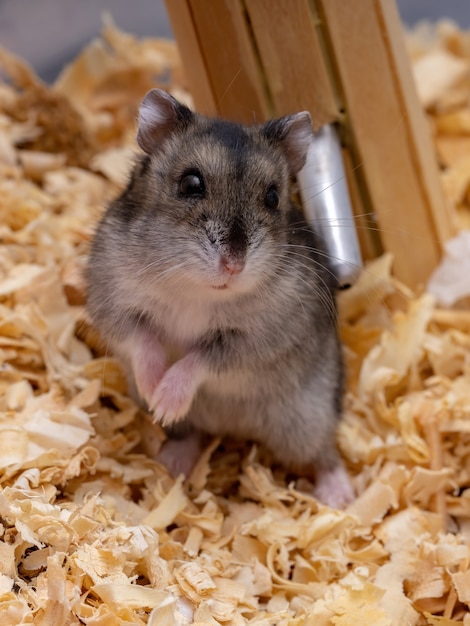 Campbell's dwarf hamster of the species Phodopus campbelli with selective focus