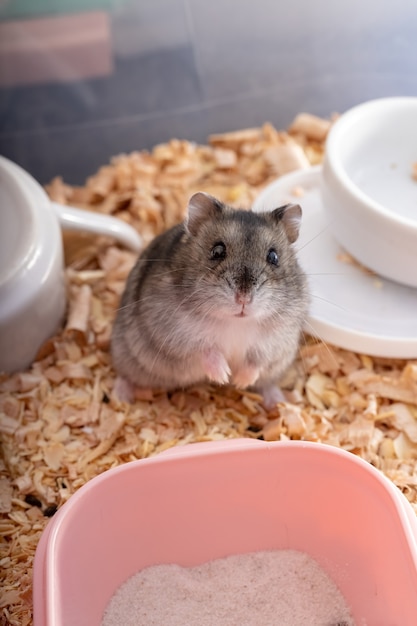 Campbell's dwarf hamster of the species Phodopus campbelli with selective focus