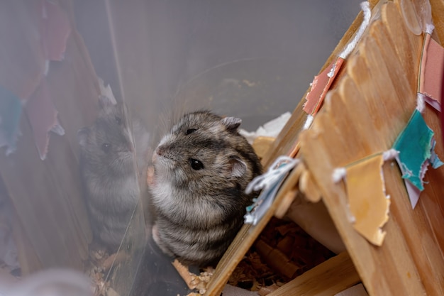 Campbell's dwarf hamster of the species Phodopus campbelli