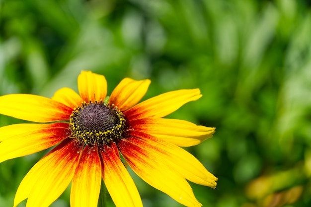 캠프 파이어 Rudbeckia