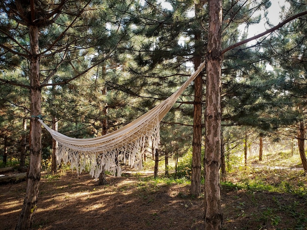 Camping hammock in the forest beautiful forest