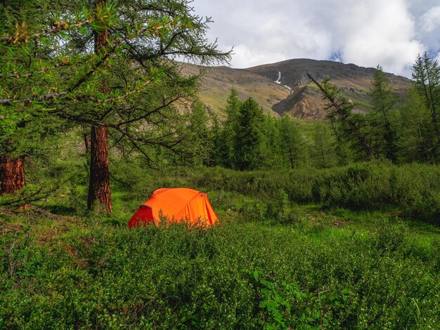 Camping life concept. tent under conifer trees on summer forest.