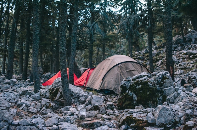 일몰에 소나무 숲에서 야영 및 텐트
