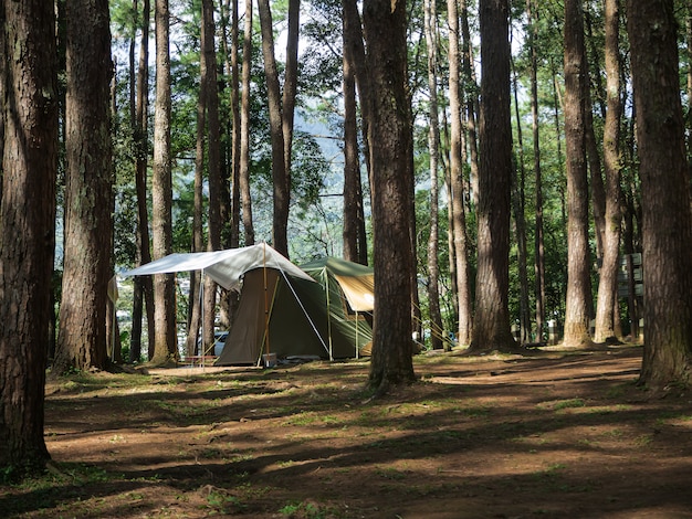 Camping tent in the pine forest