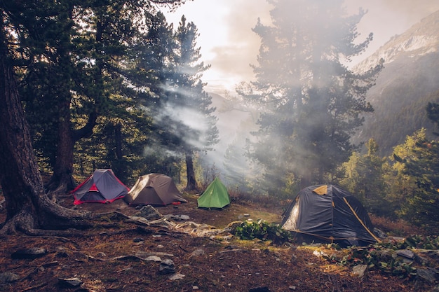 Camping tents in forest Tourism concept outdoors leisure Life in a tent Pine trees grove camping place stock photo