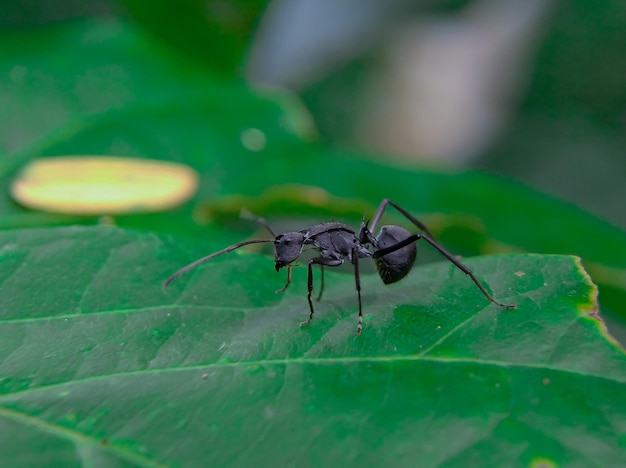 Camponotus Compressus is een soort bosmier die plantensap eet