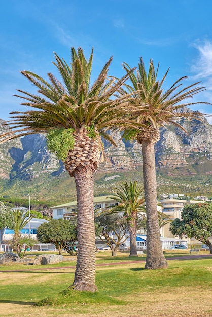 Camps Bay Table Mountain National Park Cape Town South Africa Beautiful cityscape with nature and scenic view as a vacation destination Holiday tropical location with tall trees and green plants