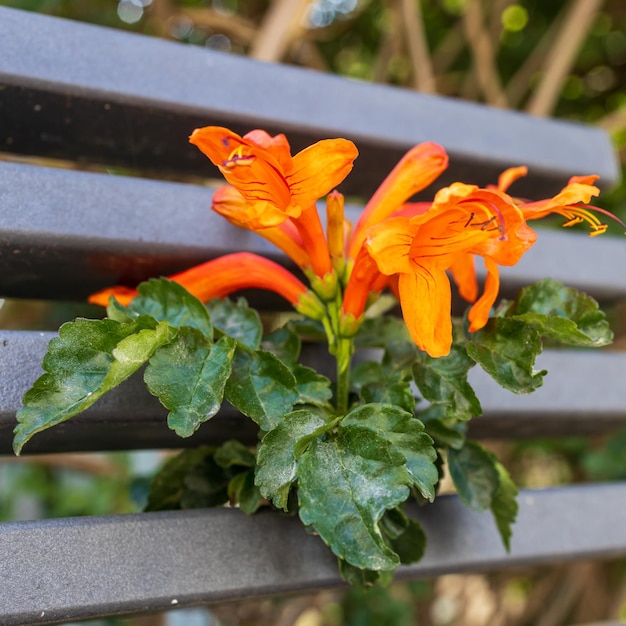 Photo campsis commonly known as trumpet creeper or trumpet vine is a genus of flowering plants in the family bignoniaceae native to woodlands in china and north america