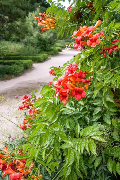 Campsis grandiflora - red flowers in the garden