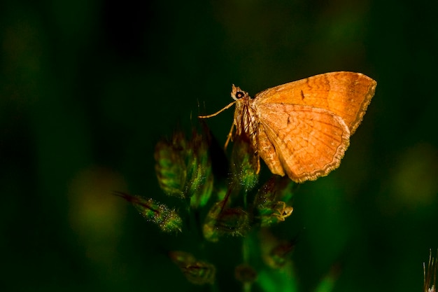 Camptogramma bilineata de gele schelp is een kleurrijke mot in de familie geometridae