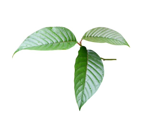 Camptotheca acuminata or happy tree usable for the treatment or prevention of cancer in humans