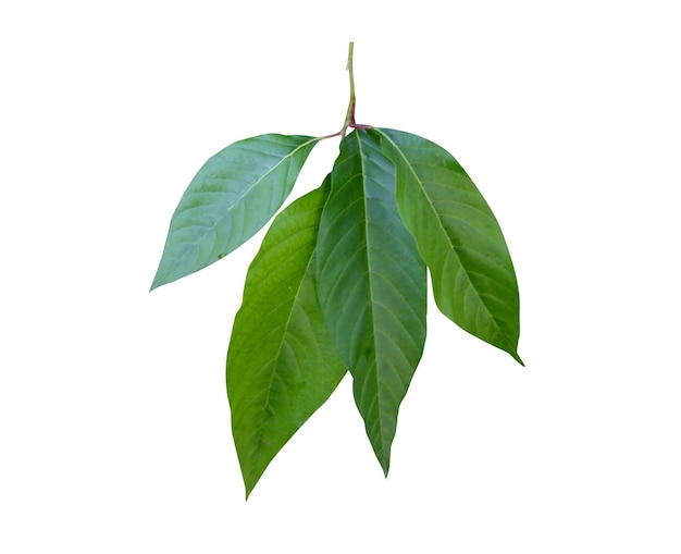 Camptotheca acuminata of gelukkige boom die kan worden gebruikt voor de behandeling of preventie van kanker bij mensen