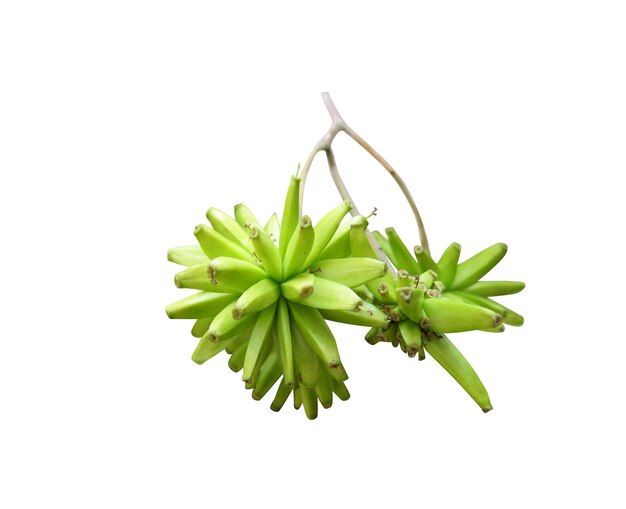 Camptotheca acuminata of gelukkige boom die kan worden gebruikt voor de behandeling of preventie van kanker bij mensen