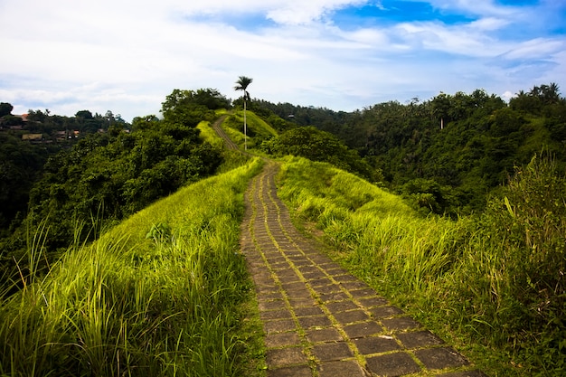 Campuhan Ridge-wandelingssleep in Ubud, Bali