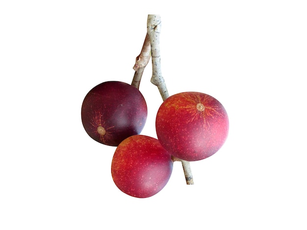 Photo camu camu or camocamo is a eadble fruits and used in ice creams sweets and traditional medicine