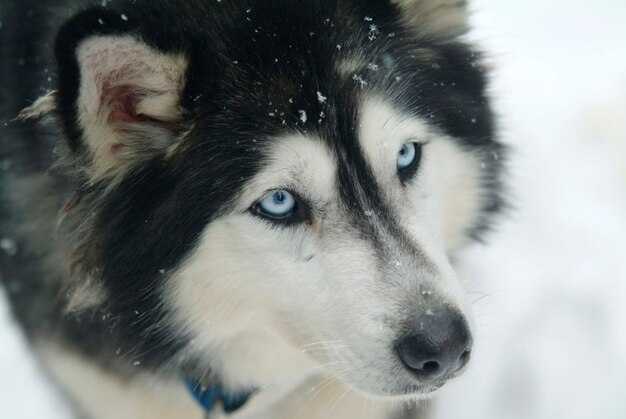 Foto can canada quebec sleehond