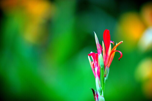 Cana Indica bloem ook wel bekend als Indiase scheut in bloei