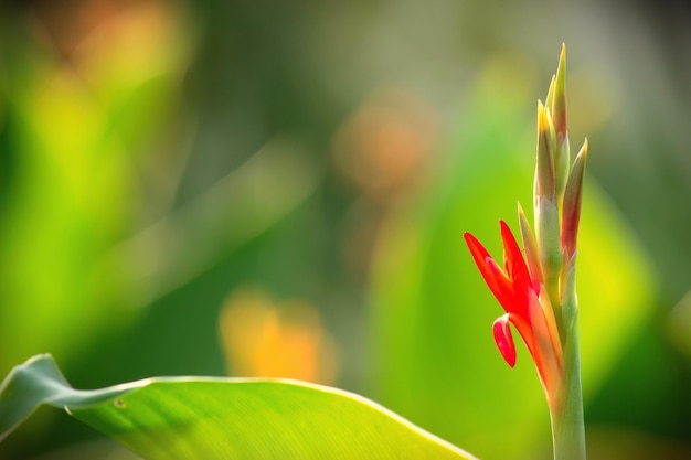 Cana indica bloem ook wel bekend als indiase scheut in bloei