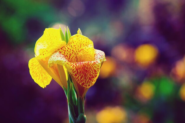 Photo cana indica flower also known as indian shoot in bloom