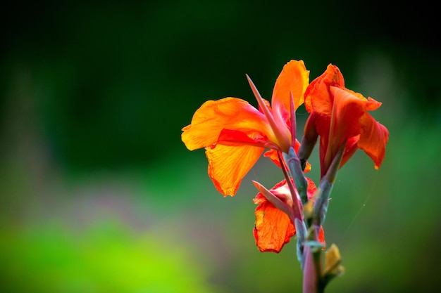 Cana Indica flower also known as Indian shoot in bloom