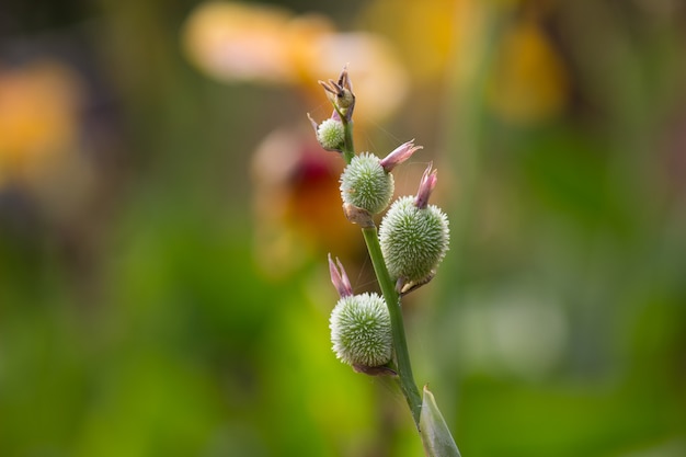 Cana Indica flower