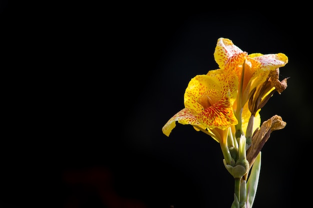 Cana indica flower