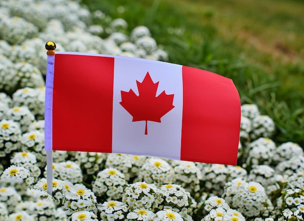canada day celebration with canada flag