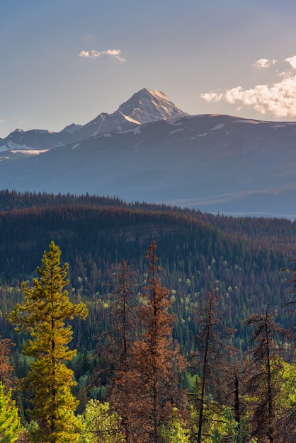 写真 背景、アルバータ州の大きな山とカナダの森林景観