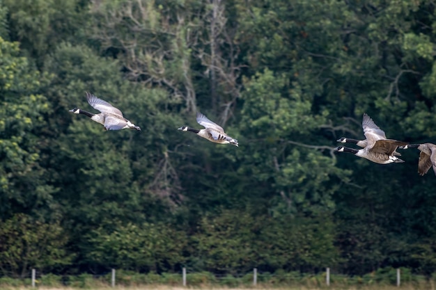 Canada Geese (Branta canadensis) flying over a recently harvested wheat field