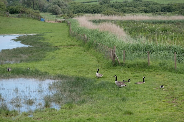 Canada geese branta canadensis at south huish wetland reserve in devon