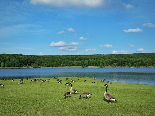 Canada geese on grassy field by lake