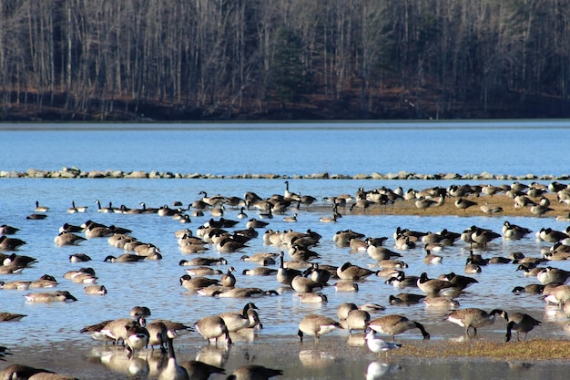 Photo canada geese in lake