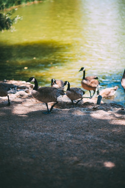 Photo canada geese on lake