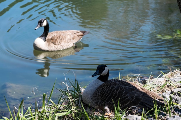 Foto le oche canadesi nel lago