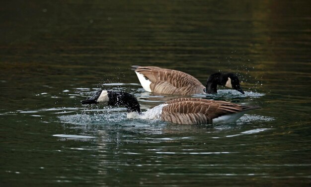 Канадские гуси на озере
