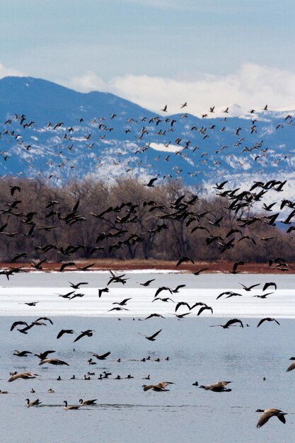 Canada geese migration at Barr Lake State Park, Colorado.