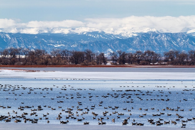Canada geese migration at Barr Lake State Park, Colorado.