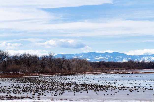 Canada geese migration at Barr Lake State Park, Colorado.