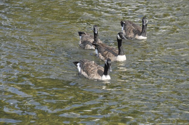 Canada geese in Moret sur Loing