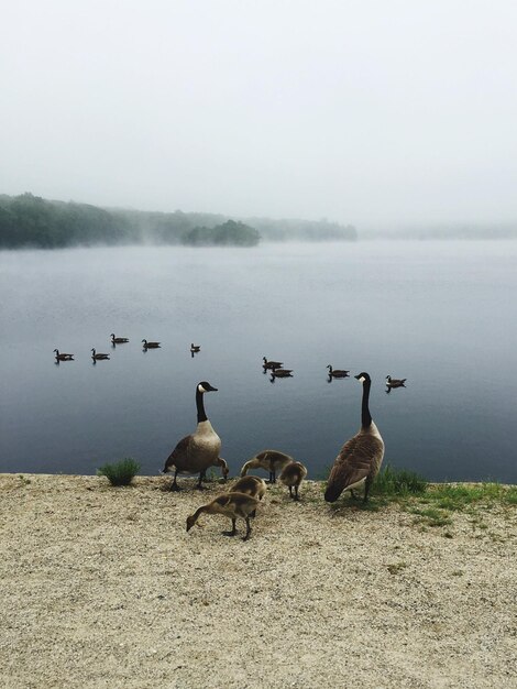 Photo canada geese with cygnets against lake