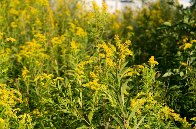 Canada goldenrod, rag weed, ragweed, golden rod or solidago canadensis